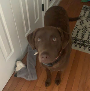 Meet your Posher, Reagan